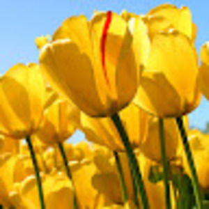 Meet your Posher, Lark